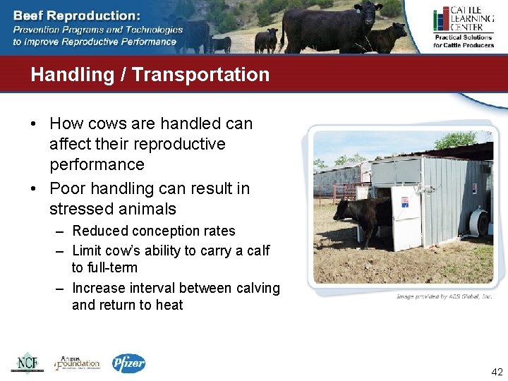 Handling / Transportation • How cows are handled can affect their reproductive performance •