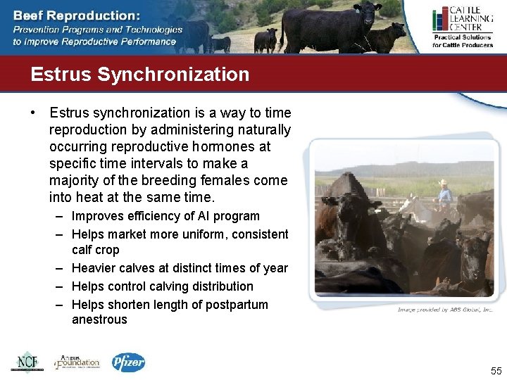 Estrus Synchronization • Estrus synchronization is a way to time reproduction by administering naturally