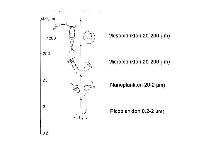 Mesoplankton 20 -200 µm) Microplankton 20 -200 µm) Nanoplankton 20 -2 µm) Picoplankton 0.