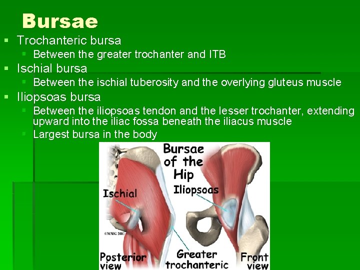 Bursae § Trochanteric bursa § Between the greater trochanter and ITB § Ischial bursa