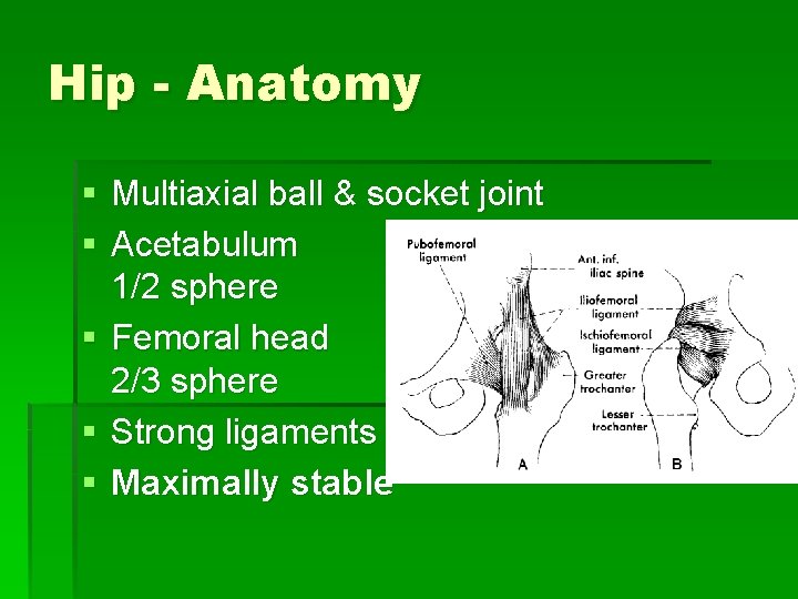 Hip - Anatomy § Multiaxial ball & socket joint § Acetabulum 1/2 sphere §