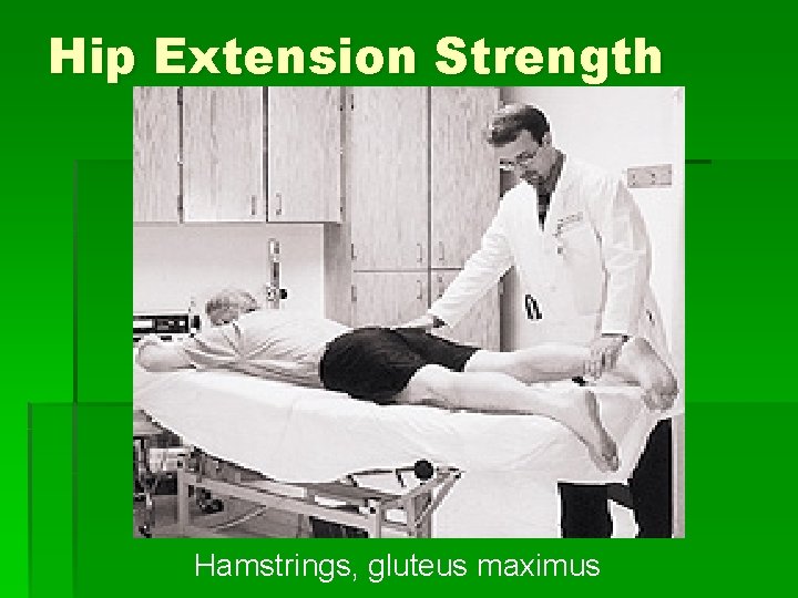 Hip Extension Strength Hamstrings, gluteus maximus 