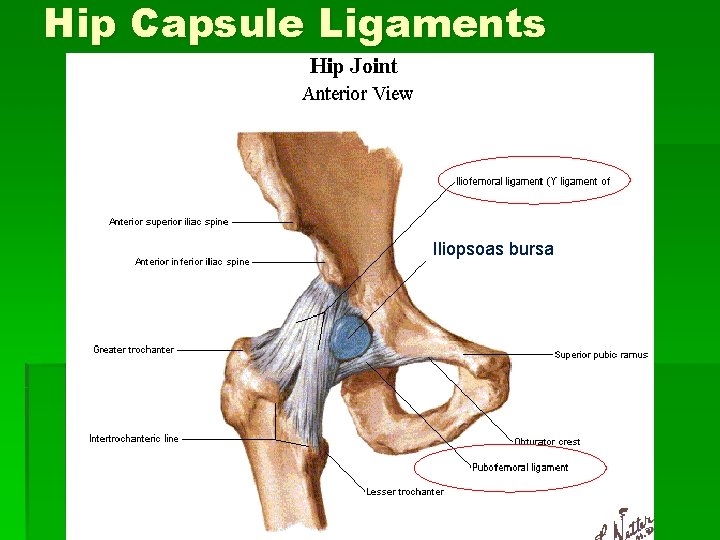 Hip Capsule Ligaments Iliopsoas bursa 