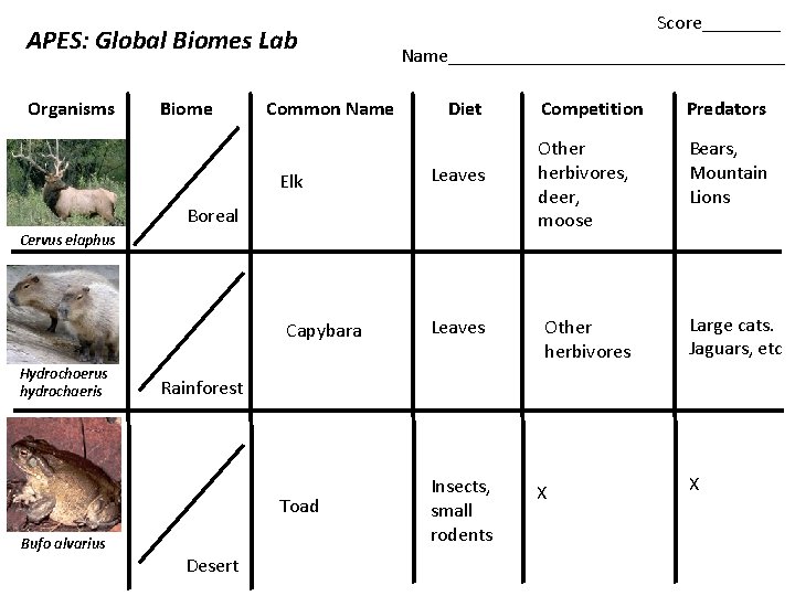 APES: Global Biomes Lab Organisms Biome Common Name Elk Score____ Name_________________ Diet Leaves Boreal