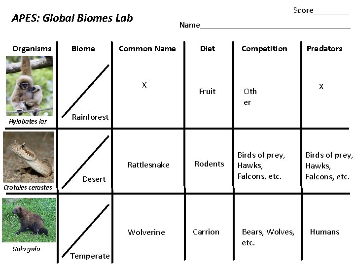 Score____ APES: Global Biomes Lab Organisms Biome Name_________________ Common Name X Hylobates lar Crotales