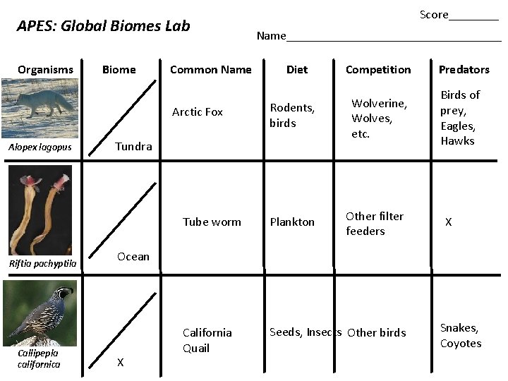 APES: Global Biomes Lab Organisms Biome Common Name Arctic Fox Alopex lagopus Riftia pachyptila