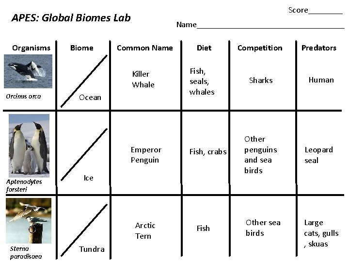 Score____ APES: Global Biomes Lab Organisms Orcinus orca Biome Name_________________ Common Name Diet Competition