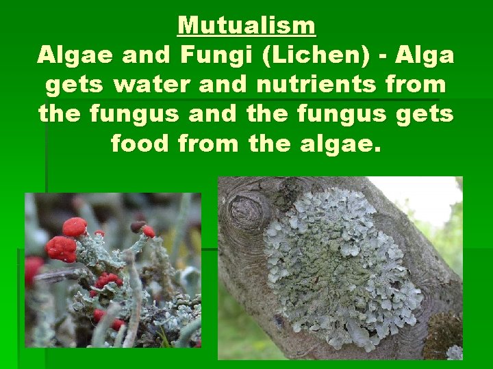 Mutualism Algae and Fungi (Lichen) - Alga gets water and nutrients from the fungus