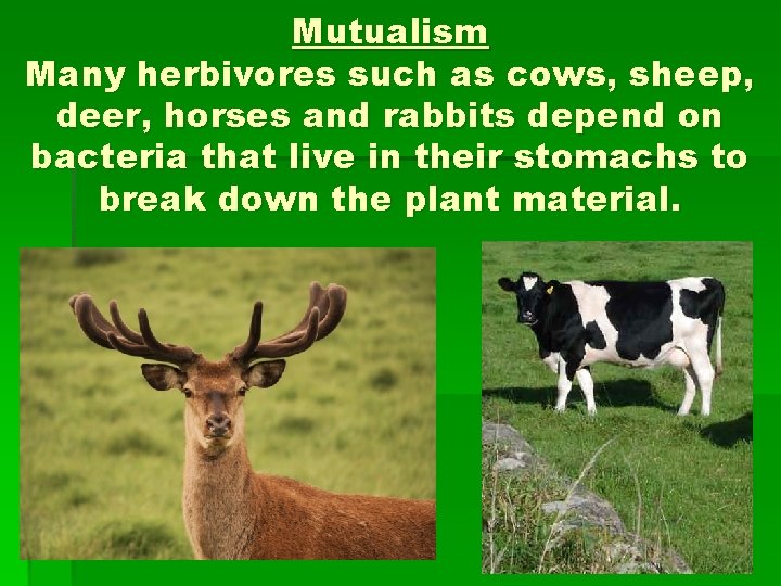 Mutualism Many herbivores such as cows, sheep, deer, horses and rabbits depend on bacteria