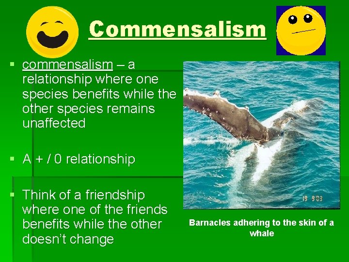 Commensalism § commensalism – a relationship where one species benefits while the other species