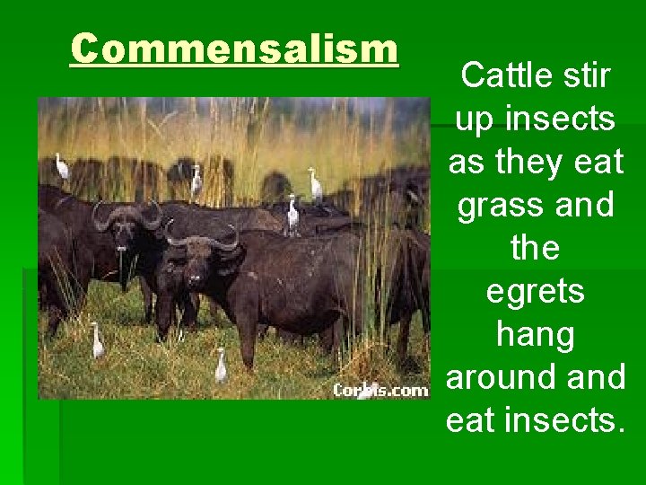 Commensalism Cattle stir up insects as they eat grass and the egrets hang around