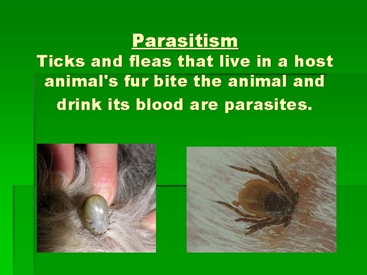 Parasitism Ticks and fleas that live in a host animal's fur bite the animal