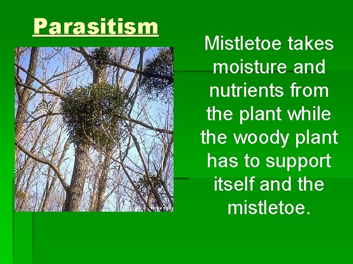 Parasitism Mistletoe takes moisture and nutrients from the plant while the woody plant has