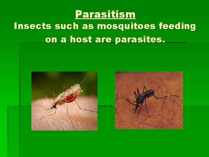 Parasitism Insects such as mosquitoes feeding on a host are parasites. 