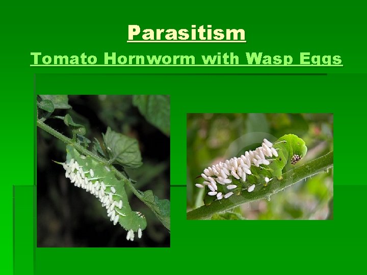 Parasitism Tomato Hornworm with Wasp Eggs 