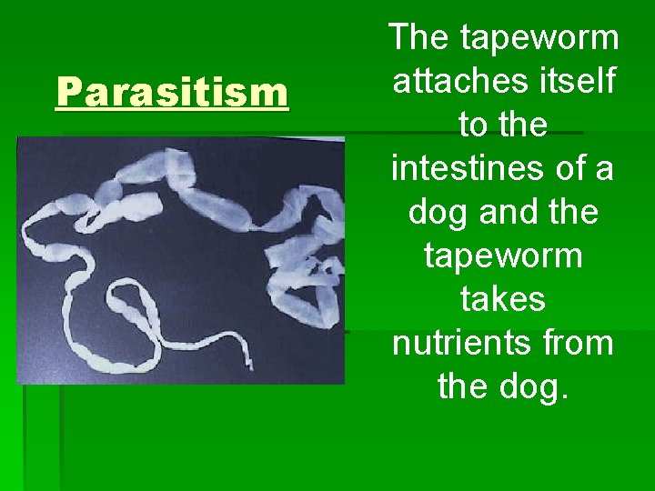 Parasitism The tapeworm attaches itself to the intestines of a dog and the tapeworm