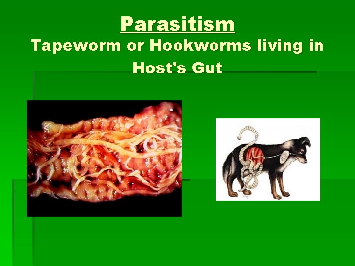 Parasitism Tapeworm or Hookworms living in Host's Gut 