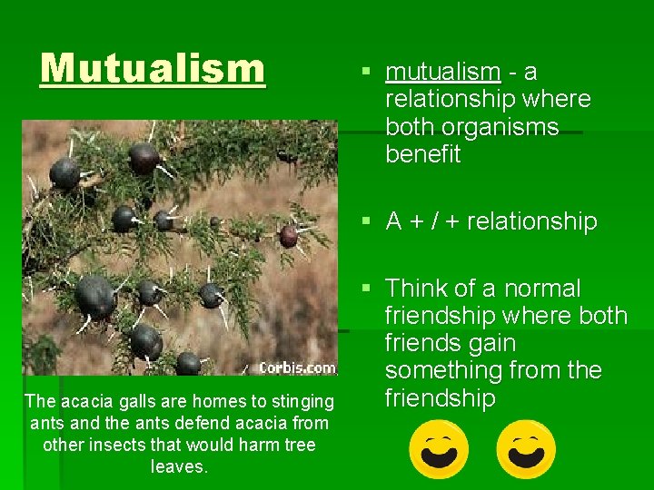 Mutualism § mutualism - a relationship where both organisms benefit § A + /