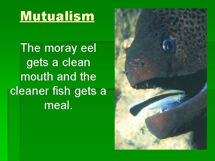 Mutualism The moray eel gets a clean mouth and the cleaner fish gets a