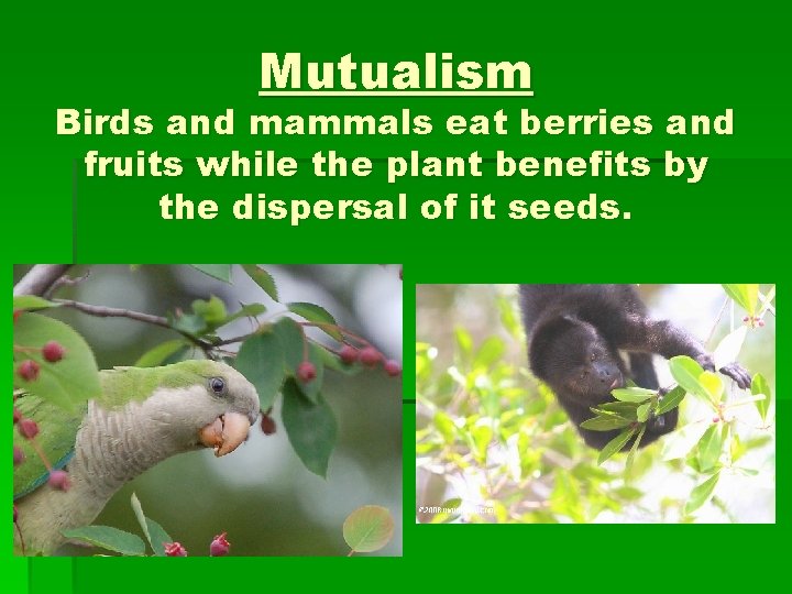 Mutualism Birds and mammals eat berries and fruits while the plant benefits by the