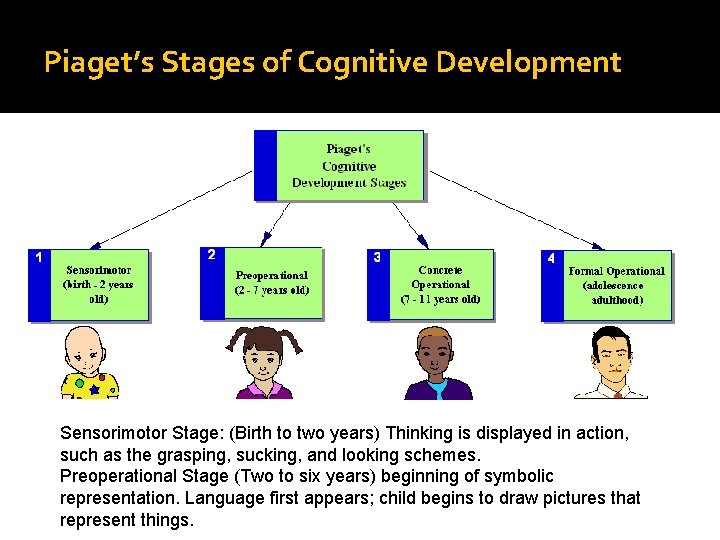 Piaget’s Stages of Cognitive Development Sensorimotor Stage: (Birth to two years) Thinking is displayed