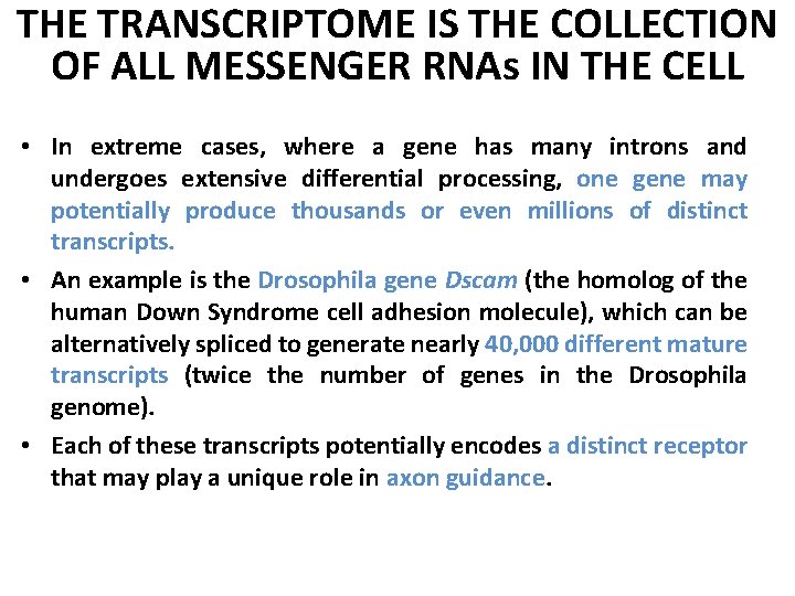 THE TRANSCRIPTOME IS THE COLLECTION OF ALL MESSENGER RNAs IN THE CELL • In