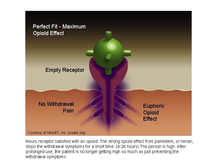 Perfect Fit - Maximum Opioid Effect Empty Receptor No Withdrawal Pain Euphoric Opioid Effect