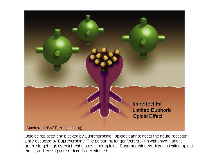 Imperfect Fit – Limited Euphoric Opioid Effect Courtesy of NAABT, Inc. (naabt. org) Opioids