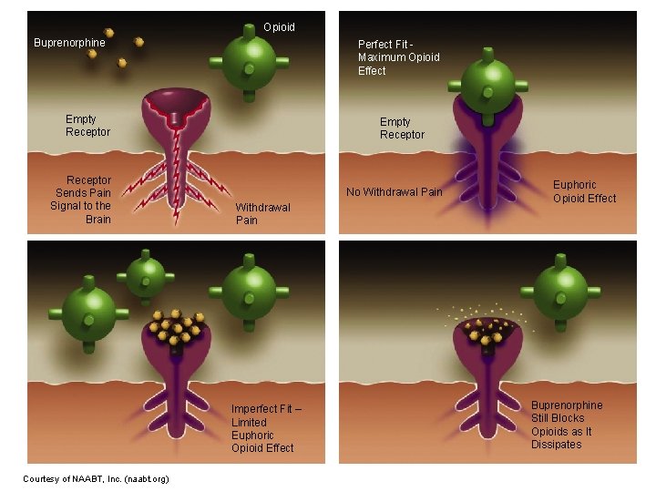 Opioid Buprenorphine Perfect Fit Maximum Opioid Effect Empty Receptor Sends Pain Signal to the