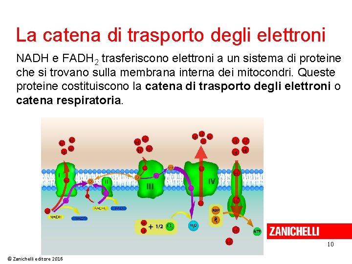 La catena di trasporto degli elettroni NADH e FADH 2 trasferiscono elettroni a un