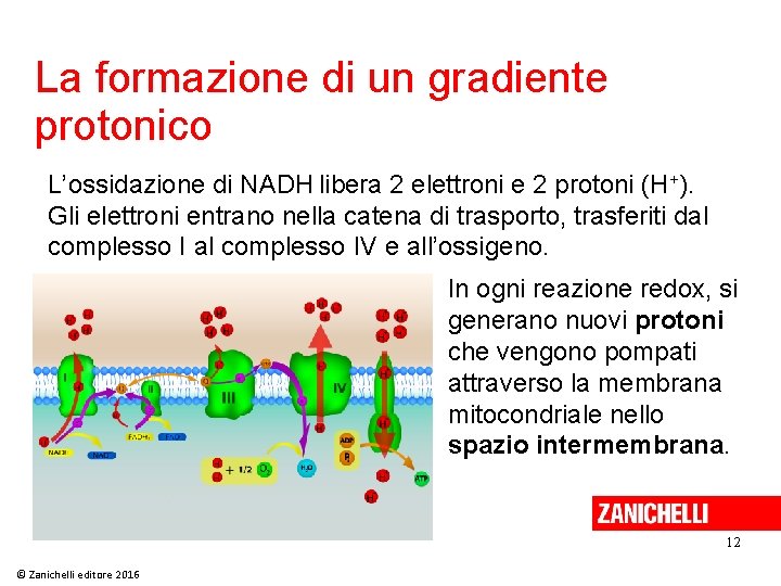 La formazione di un gradiente protonico L’ossidazione di NADH libera 2 elettroni e 2