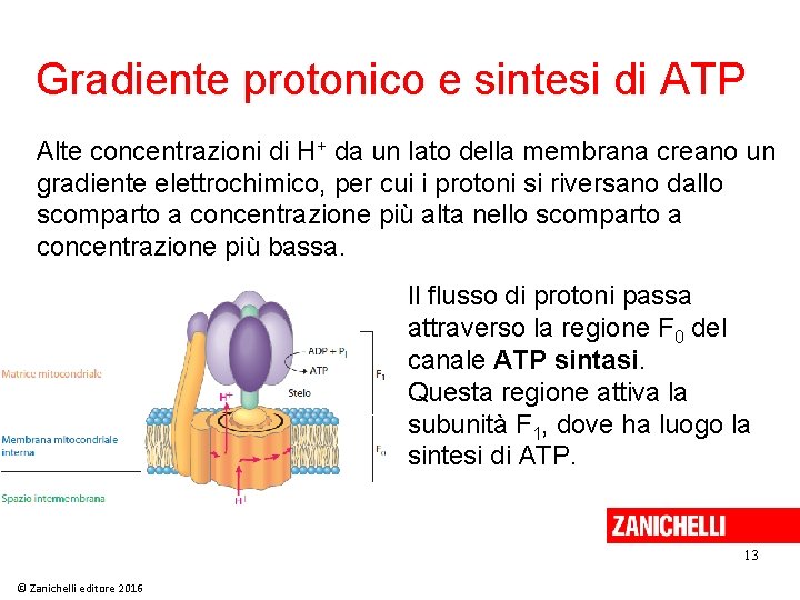 Gradiente protonico e sintesi di ATP Alte concentrazioni di H+ da un lato della