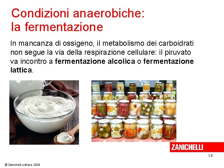 Condizioni anaerobiche: la fermentazione In mancanza di ossigeno, il metabolismo dei carboidrati non segue