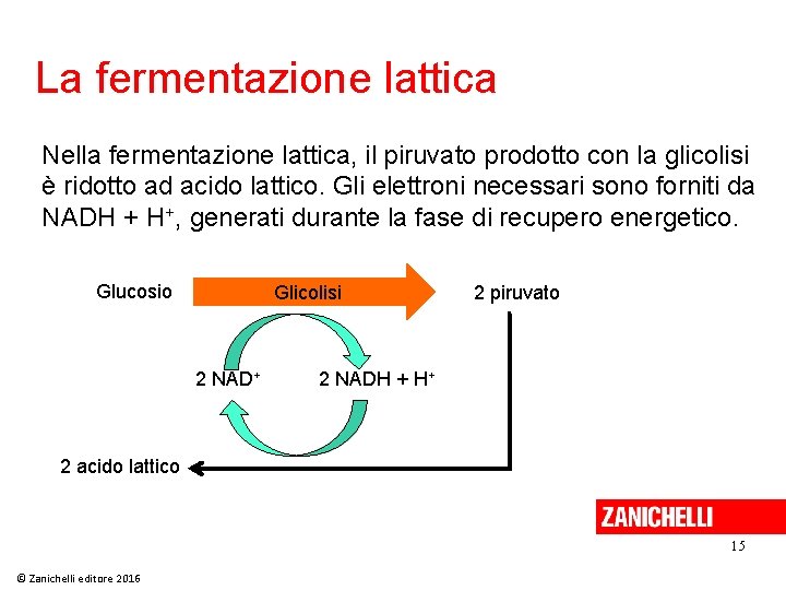 La fermentazione lattica Nella fermentazione lattica, il piruvato prodotto con la glicolisi è ridotto