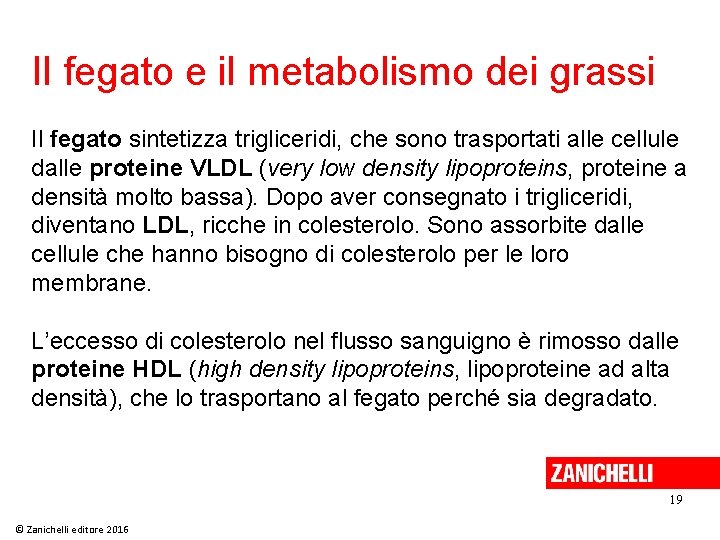 Il fegato e il metabolismo dei grassi Il fegato sintetizza trigliceridi, che sono trasportati