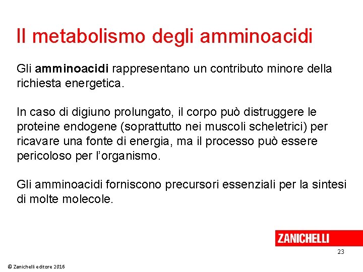 Il metabolismo degli amminoacidi Gli amminoacidi rappresentano un contributo minore della richiesta energetica. In