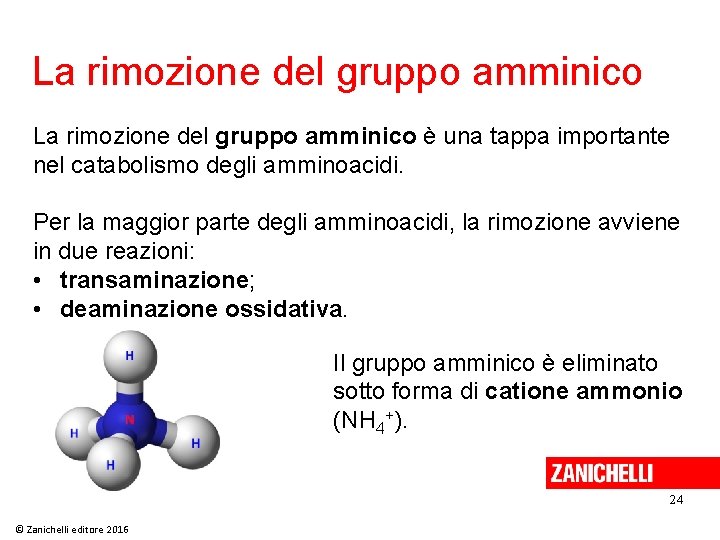 La rimozione del gruppo amminico è una tappa importante nel catabolismo degli amminoacidi. Per