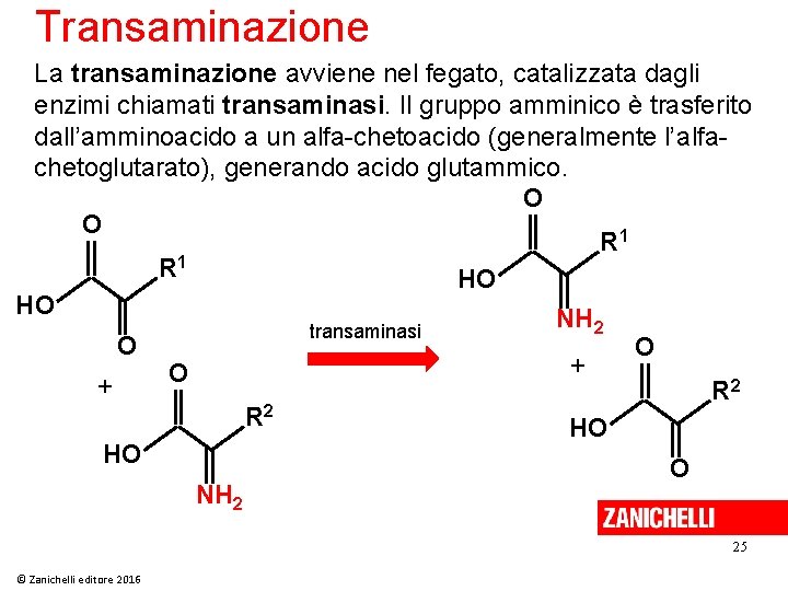 Transaminazione La transaminazione avviene nel fegato, catalizzata dagli enzimi chiamati transaminasi. Il gruppo amminico
