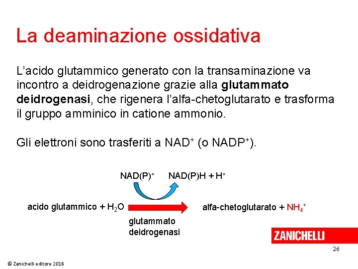 La deaminazione ossidativa L’acido glutammico generato con la transaminazione va incontro a deidrogenazione grazie