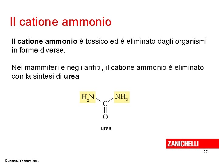 Il catione ammonio è tossico ed è eliminato dagli organismi in forme diverse. Nei