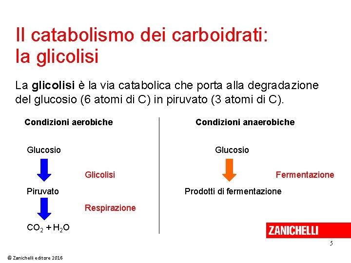 Il catabolismo dei carboidrati: la glicolisi La glicolisi è la via catabolica che porta