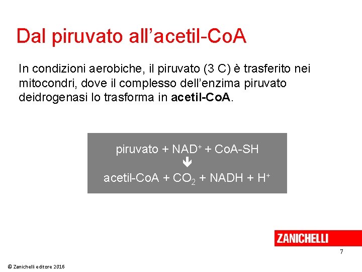 Dal piruvato all’acetil-Co. A In condizioni aerobiche, il piruvato (3 C) è trasferito nei