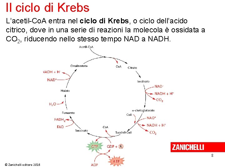 Il ciclo di Krebs L’acetil-Co. A entra nel ciclo di Krebs, o ciclo dell’acido