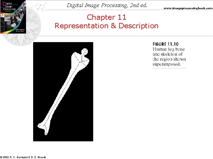 Digital Image Processing, 2 nd ed. Chapter 11 Representation & Description © 2002 R.