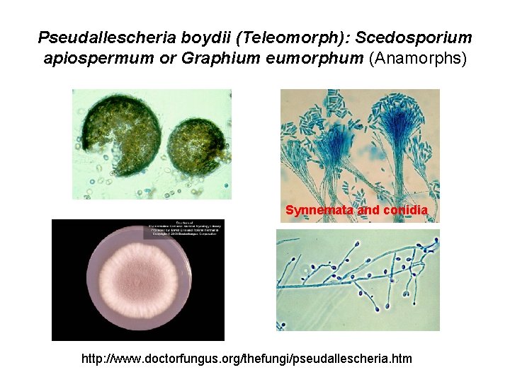 Pseudallescheria boydii (Teleomorph): Scedosporium apiospermum or Graphium eumorphum (Anamorphs) Synnemata and conidia http: //www.