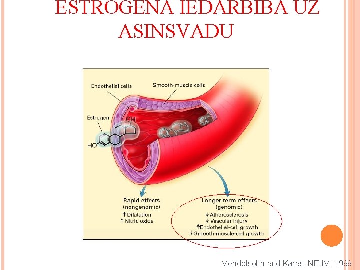 ESTROGĒNA IEDARBĪBA UZ ASINSVADU Mendelsohn and Karas, NEJM, 1999 