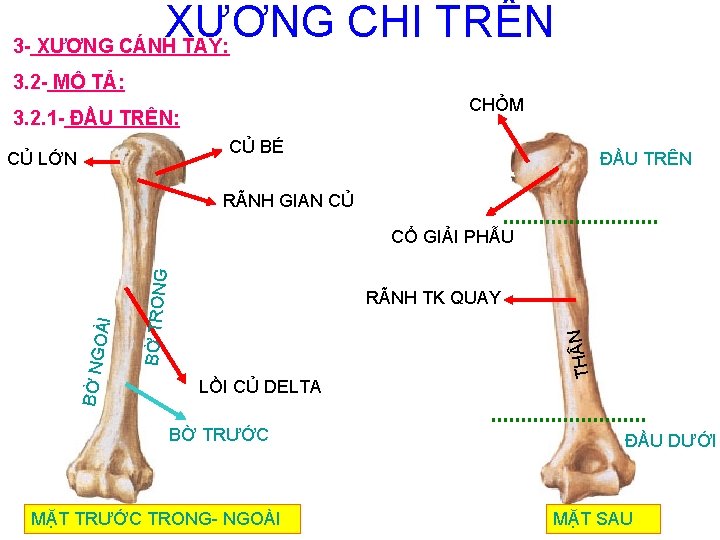 XƯƠNG CHI TRÊN 3 - XƯƠNG CÁNH TAY: 3. 2 - MÔ TẢ: CHỎM