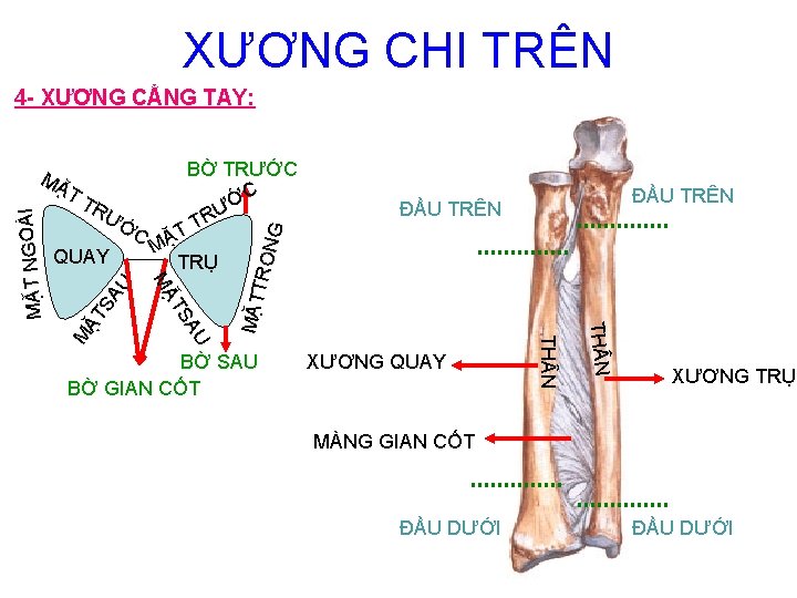 XƯƠNG CHI TRÊN 4 - XƯƠNG CẲNG TAY: BỜ TRƯỚC TT ỚC RƯ Ư