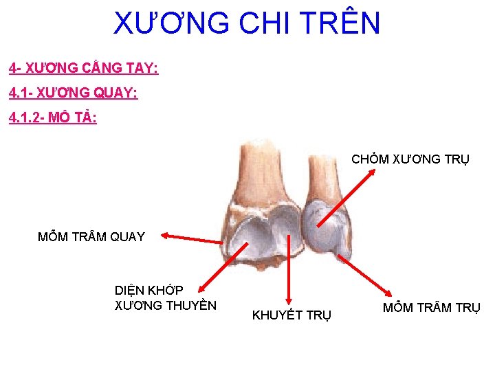 XƯƠNG CHI TRÊN 4 - XƯƠNG CẲNG TAY: 4. 1 - XƯƠNG QUAY: 4.