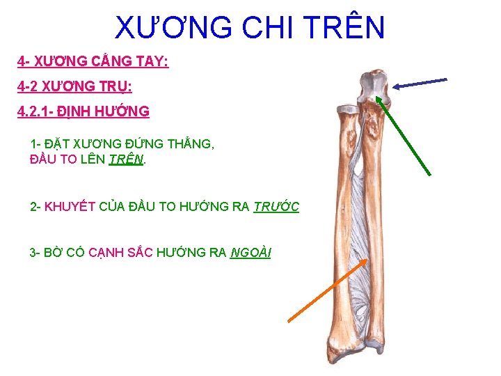 XƯƠNG CHI TRÊN 4 - XƯƠNG CẲNG TAY: 4 -2 XƯƠNG TRỤ: 4. 2.